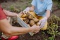 A wooden crate full of potatoes picked from the ground. Royalty Free Stock Photo