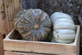 Wooden crate with kent and queensland blue pumpkins