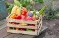 Wooden crate of organic farm vegetables and fruit on rustic table outdoor Royalty Free Stock Photo