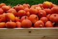 Crate filled with bright orange pumpkins