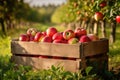 A wooden crate packed with an ample supply of vibrant red apples, Ripe organic apples in a wooden boxes on the background of an Royalty Free Stock Photo