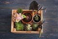 Wooden crate with pot plants and gardening tools on table Royalty Free Stock Photo