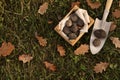 Wooden crate and shovel with fresh truffles on green grass, flat lay. Space for text Royalty Free Stock Photo