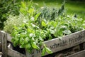 Wooden crate with variety of potted culinary herbs Royalty Free Stock Photo
