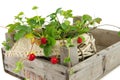 Wooden crate with wild small strawberry plant