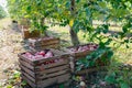 Wooden crates with apples, autumn harvest in the garden, nice warm weather Royalty Free Stock Photo