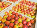 Wooden crates of Crimson Cripps apples prepared for sale