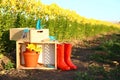 Wooden crates, fresh lilies and gardening tools at field. Space for text