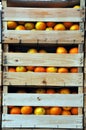 Wooden crates with oranges Royalty Free Stock Photo