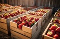 Wooden crates with ripe strawberries stand in rows. Agriculture, berry harvesting, strawberry beds, farming Royalty Free Stock Photo