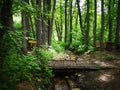 Wooden crossing over a stream in a mountain forest