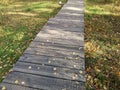 Wooden dais in the autumn forest covered with birch leaves Royalty Free Stock Photo