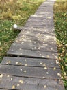 Wooden dais in the autumn forest covered with birch leaves Royalty Free Stock Photo