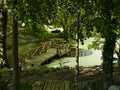 Wooden deck on a relaxing green pond in a garden