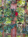 A wooden decorative fence with rose bushes with sharp spikes climbing over it Royalty Free Stock Photo