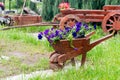 Wooden decorative flower bed truck serves for flowering petunia. Design solution for the design of flower beds.