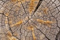 Wooden detailed texture of cut tree trunk or stump, closeup. Rough organic tree rings. Tree trunk cross-section Royalty Free Stock Photo