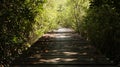 Wooden Dock in Forest - Shady Path Royalty Free Stock Photo