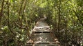 Wooden Dock in Forest - Sunny Path Royalty Free Stock Photo