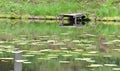 A wooden dock at a pond with water lilies. Royalty Free Stock Photo