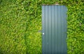 The wooden door in the wall covered with green ivy. Royalty Free Stock Photo