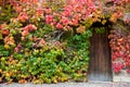 Wooden door and walls are covered with ivy. Royalty Free Stock Photo
