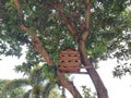 Wooden dovecote or nest box provided on the tree for the birds