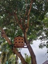 Wooden dovecote or nest box provided on the tree for the birds