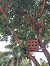 Wooden dovecote or nest box provided on the tree for the birds