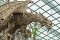 Wooden dragon sculpture in Gardens by the Bay, Singapore