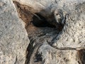 Wooden driftwood with hole and pebbles Royalty Free Stock Photo