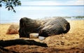 Wooden driftwood. Sandy beach. Summer. Royalty Free Stock Photo