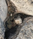 Wooden driftwood with hole and varied patterns in black and gray Royalty Free Stock Photo