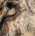 Wooden driftwood with hole and varied patterns in black and gray Royalty Free Stock Photo