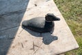 Wooden duck decoy for hunters stands on a table, on a background of grass Royalty Free Stock Photo