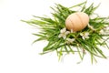 Wooden easter egg in a green grass nest Royalty Free Stock Photo