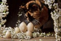 Wooden easter eggs with tricolor cat among flowering cherry branches on a rustic table. symbolic composition of the spring holiday