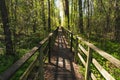 Wooden empty path through green forest at the beginning of spring on a sunny day Royalty Free Stock Photo