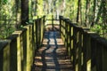 Wooden empty path through green forest at the beginning of spring on a sunny day Royalty Free Stock Photo