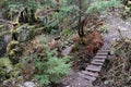 Wooden entrance ramp located along a path lined with trees in a wooded area