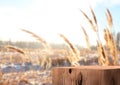 Wooden exhibition podium. Autumn blurred Background. 3D rendering