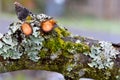 Snowy Apple Lichen Landscape 02