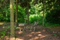 Wooden family Deer in park nature. Handicraft art. Deer from wood nature