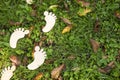 Wooden feet steps on a autumn lawn with fallen leaves. Concept image with copy space