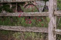 Wooden fence with autumn sage bush Royalty Free Stock Photo