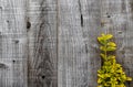 Wooden fence with climber yellow and green leaves in garden,Background Grey wood wall with copy space,Backdrop Structure of a Royalty Free Stock Photo