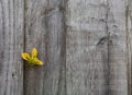 Wooden fence with climber yellow and green leaves in garden,Background Grey wood wall with copy space,Backdrop Structure of a Royalty Free Stock Photo