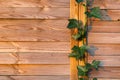 Wooden fence closeup photo Royalty Free Stock Photo