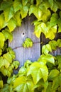 Wooden fence and creaper Royalty Free Stock Photo