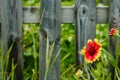 Wooden fence with flowers Royalty Free Stock Photo